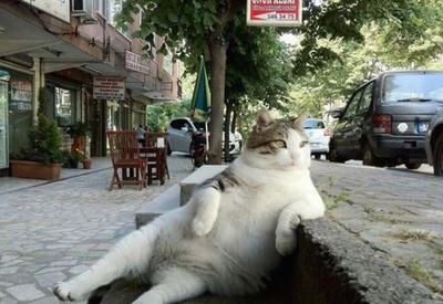 В Стамбуле поставили памятник коту, который любил задумчиво сидеть у бордюра <span class="color_red">- ФОТО - ВИДЕО</span>