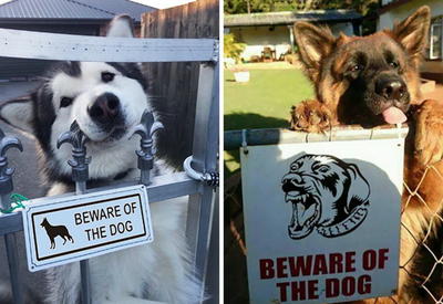 Осторожно! В этом посте жутко добрые собаки <span class="color_red">- ФОТО</span>