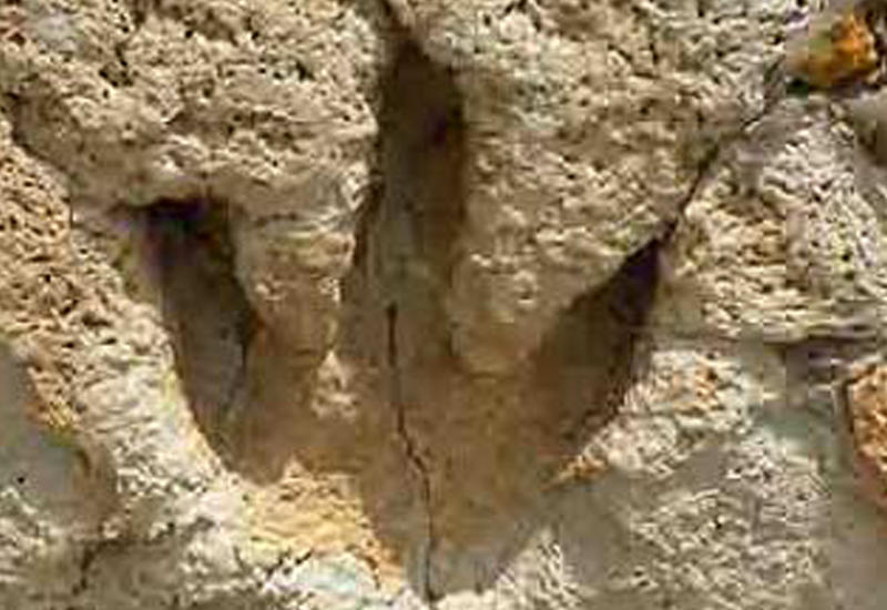 Самый большой след динозавра нашли в Монголии