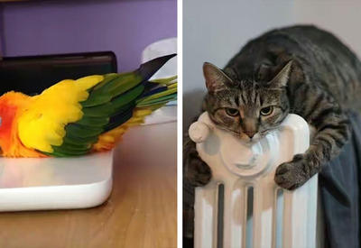 Домашние питомцы в поисках тепла: 18 уютных фотографий <span class="color_red">- ФОТО</span>