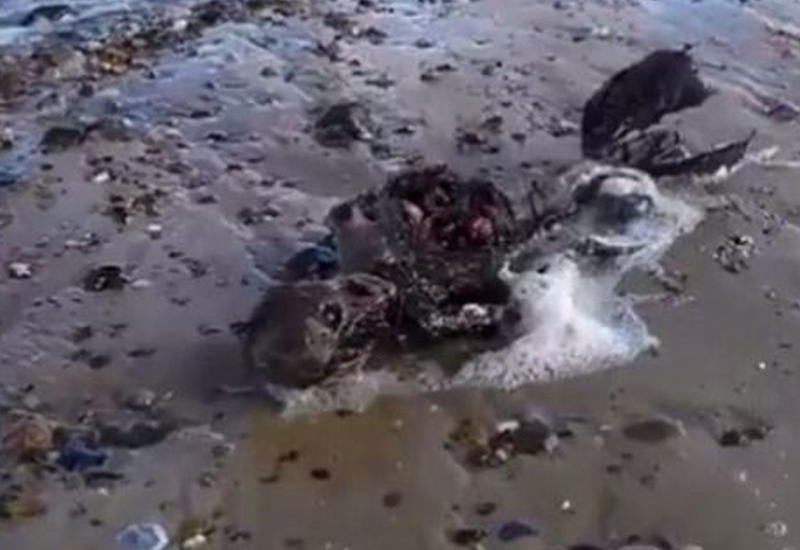 Su pərisi tapıldı?