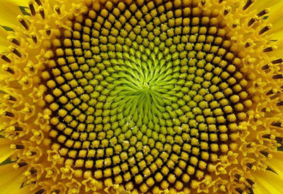 Растения с идеальной геометрией <span class="color_red">- ФОТО</span>