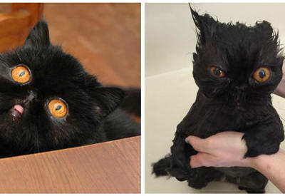 Невероятно смешные! 19 животных до и после купания <span class="color_red">- ФОТО</span>