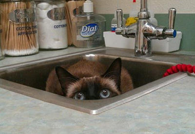 Коты, которые не подозревают, что их заметили <span class="color_red">- ФОТО</span>