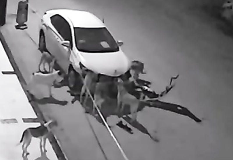 В Турции бродячие собаки раскурочили машину