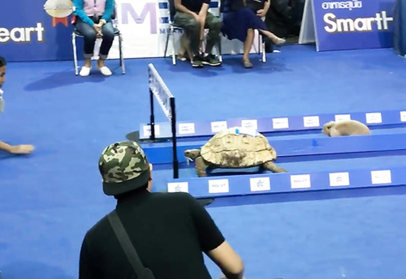 Черепаха смогла обогнать кролика