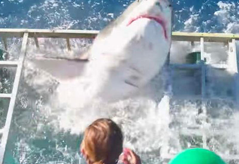 Белая акула проникла в клетку с водолазом