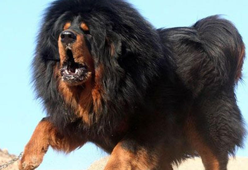 Десятка самых больших собак в мире