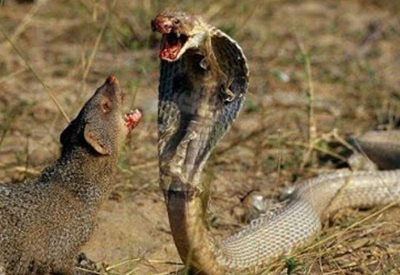 Смертельная битва мангуста против кобры