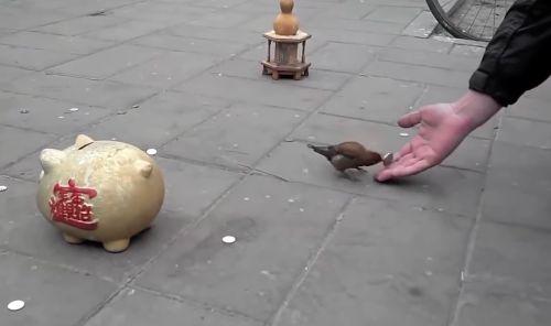 Китаец оригинально выдрессировал свою ручную птичку