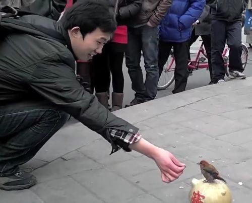 Китаец оригинально выдрессировал свою ручную птичку
