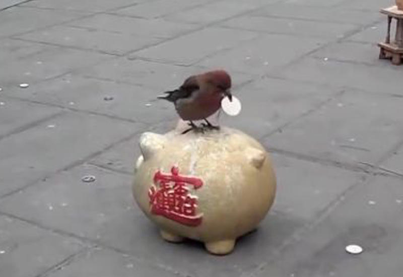 Китаец оригинально выдрессировал свою ручную птичку