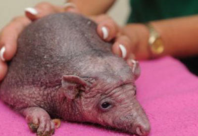 Лысому ежику в Англии делают массаж, чтобы вернуть иголки <span class="color_red">- ВИДЕО</span>