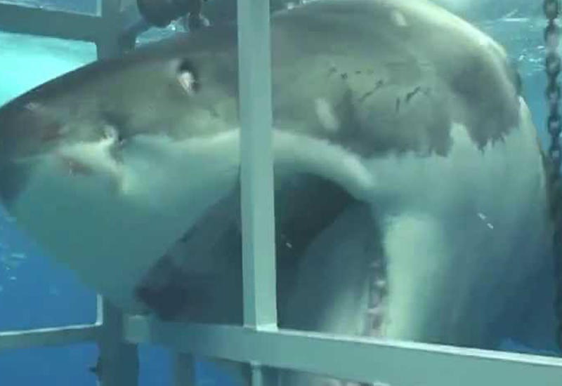 Гигантская белая акула атаковала водолазов, перекусив воздушный шланг