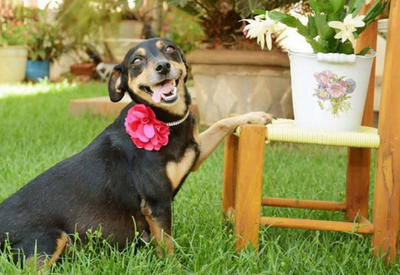 Эта собака затмила все ваши &quot;беременные фотосессии&quot;! <span class="color_red">- ФОТО</span>