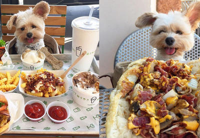 Еще вчера этот пес голодал, а теперь ест в лучших ресторанах Лос-Анджелеса <span class="color_red">- ФОТО</span>