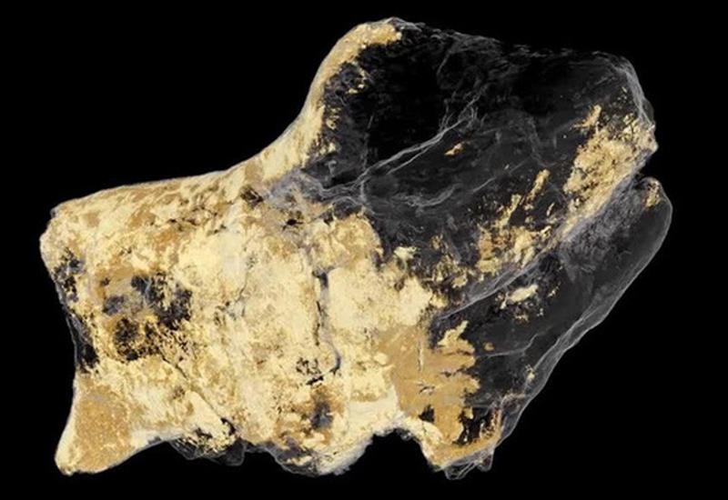 Ученые впервые нашли мозг динозавра