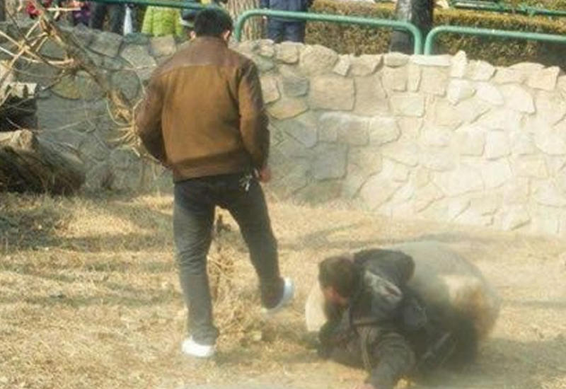 Панда атаковала мужчину в Китае