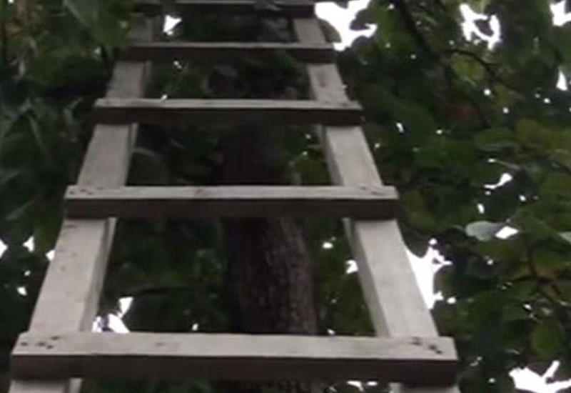 Xurma toplayanda yıxılıb öldü