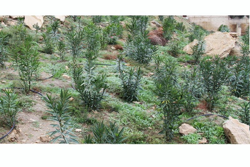 В Баку создается новый крупный парк