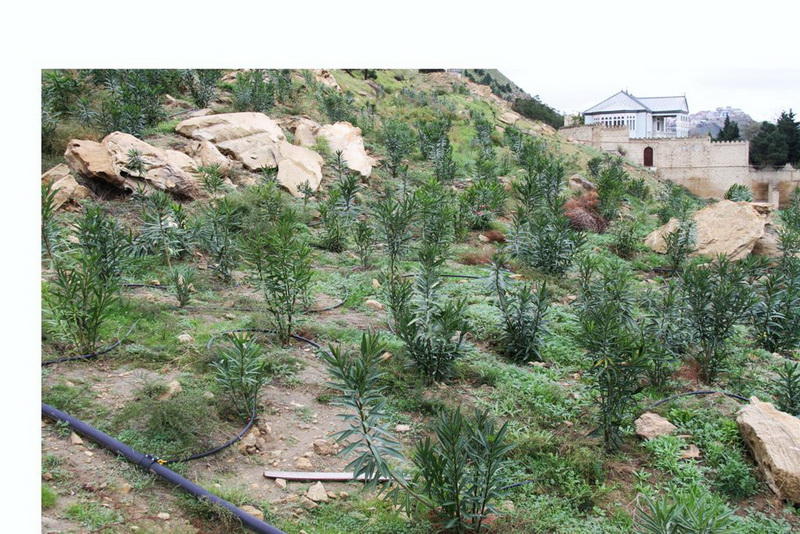 В Баку создается новый крупный парк