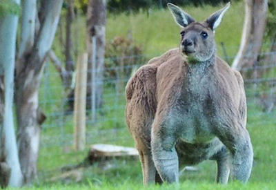 Кенгуру-качок, с которым лучше не связываться <span class="color_red">- ФОТО</span>