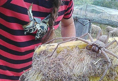 Австралийка сфотографировала самого большого в мире паука <span class="color_red">- ФОТО</span>