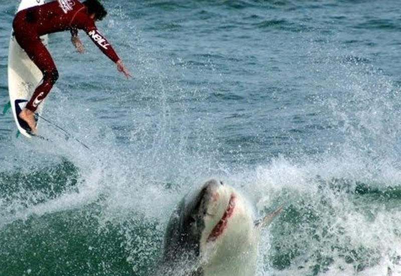 В Австралии на пляже акула ловила волну вместе с серферами