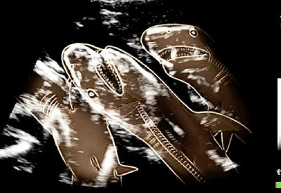 Такого вы еще не видели: как выглядят беременные животные под рентгеном <span class="color_red">- 17 ФОТО</span>