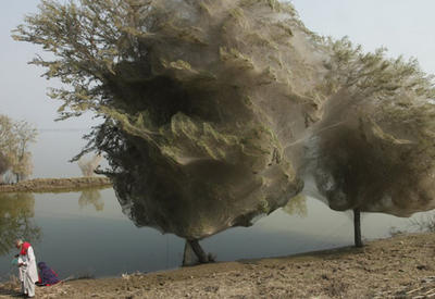 Нашествие пауков в Пакистане <span class="color_red">- ФОТО</span>