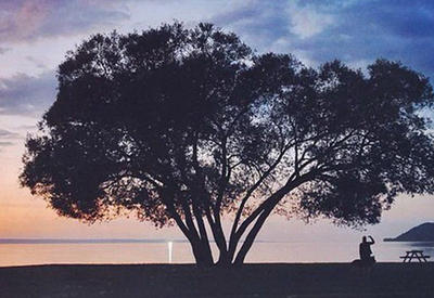 Фотограф снимает одно дерево в течение 2 лет <span class="color_red">- ФОТО</span>