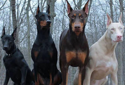 20 редких и невероятных животных-альбиносов <span class="color_red">- ФОТО</span>