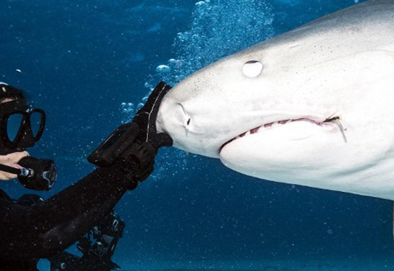 Водолаз прогнал акулу камерой