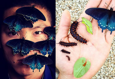 Биолог выводит исчезающий вид бабочек у себя в саду <span class="color_red">- ФОТО</span>