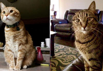 15 животных с &quot;инвалидностью&quot;, которые все равно прекрасны <span class="color_red">- ФОТО</span>