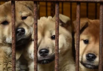 История спасения собаки, которая жила в клетке на мясной ферме <span class="color_red">- ФОТО</span>