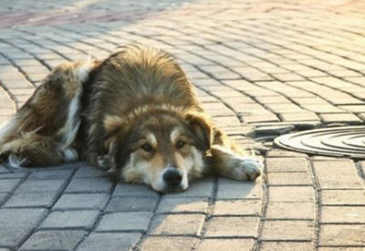 Год тюрьмы за брошенное животное в Италии! <span class="color_red">- ФОТО</span>