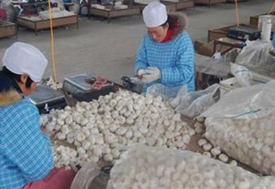 ВНИМАНИЕ: Вот как можно распознать поддельный чеснок, завезенный из Китая!