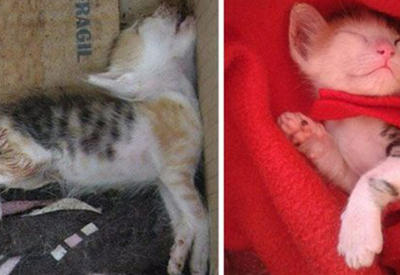 Твори добро: 25 кошек до и после того, как их подобрали с улицы <span class="color_red">- ФОТО</span>