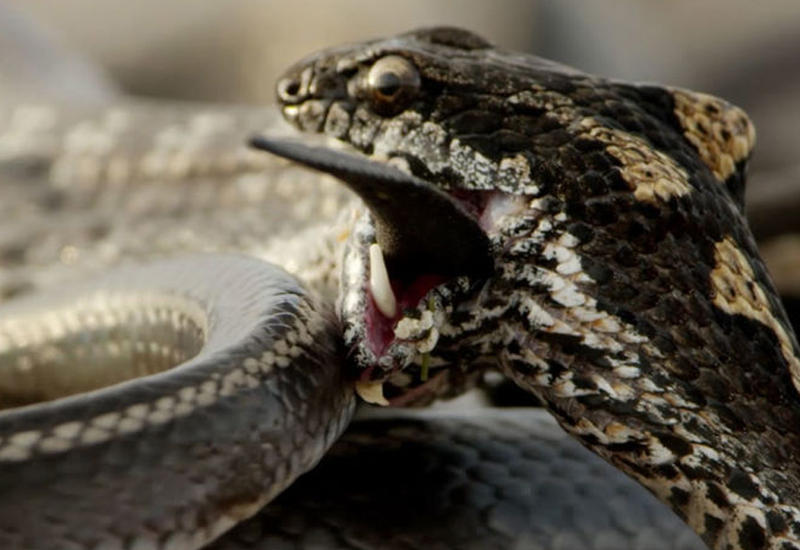 Погоня змей за игуаной: как удалось снять главное видео года