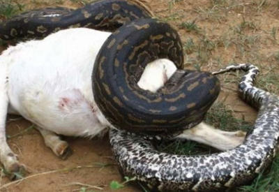 Вскрыв тело убитой анаконды, жители деревни не поверили своим глазам! <span class="color_red">- ФОТО</span>