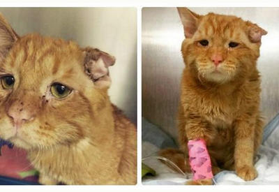 Пара взяла самого грустного кота, и вот как он изменился всего за час <span class="color_red">- ФОТО</span>