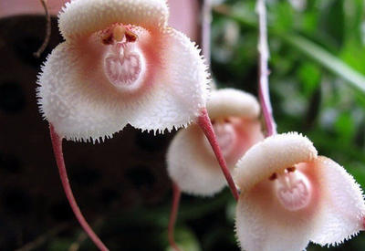 Такие вот орхидеи. Когда у природы свое чувство юмора <span class="color_red">- ФОТО</span>