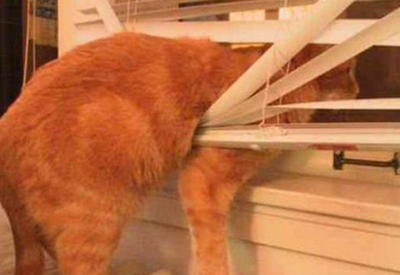 14 примеров того, как выглядит настоящее кошачье любопытство <span class="color_red">- ФОТО</span>