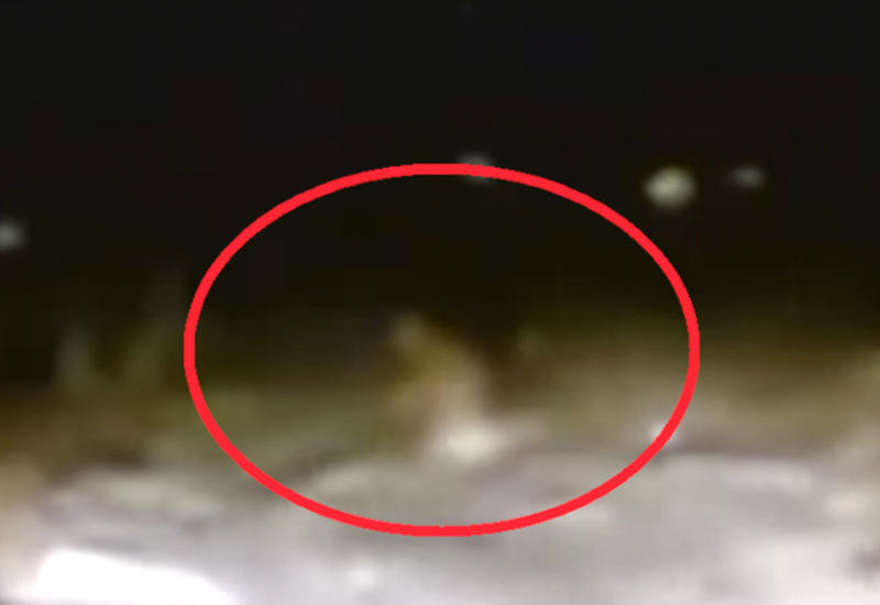 В Башкирии туристы обнаружили существо, похожее на йети