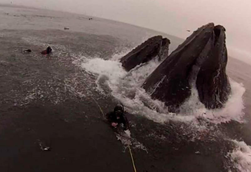 Кит по ошибке чуть не проглотил водолаза