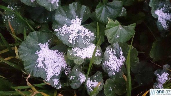 Bakıya qar YAĞIR