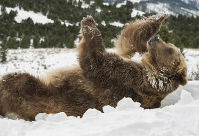 Животные, которые безумно рады снегу <span class="color_red">- ФОТО</span>