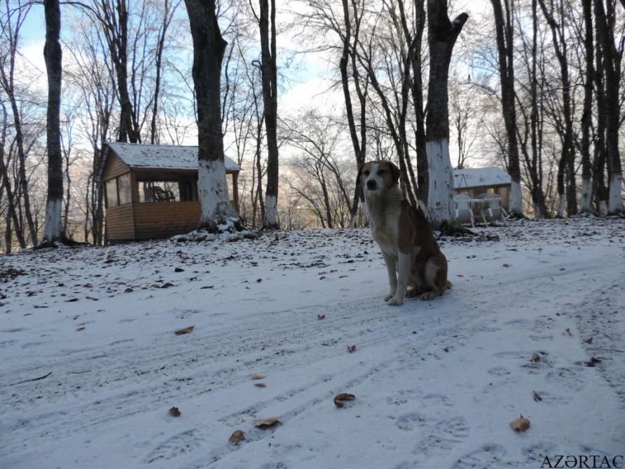 Qəçrəşin “qış nağılı”