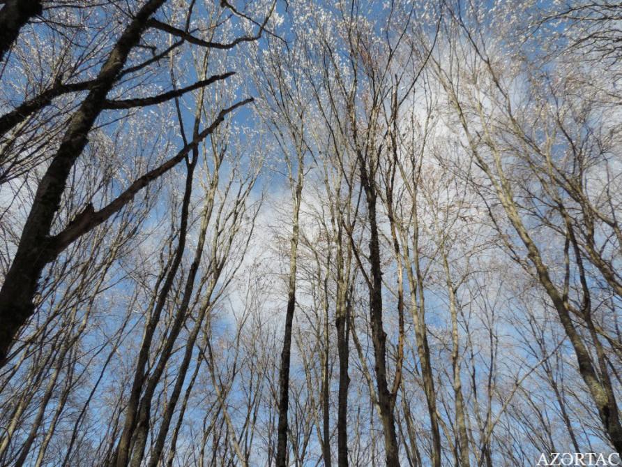 Qəçrəşin “qış nağılı”